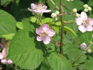 blhende Brombeere